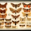 Papillons nocturnes, 1981/1983 (coll. D-GRRR) 